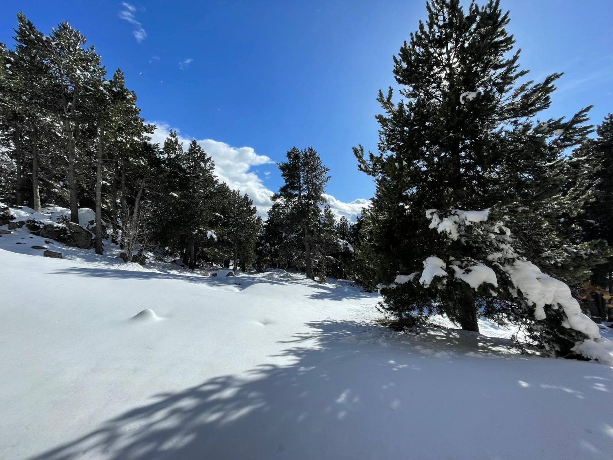 Joli Studio Pres De La Foret Font-Romeu-Odeillo-Via Eksteriør billede